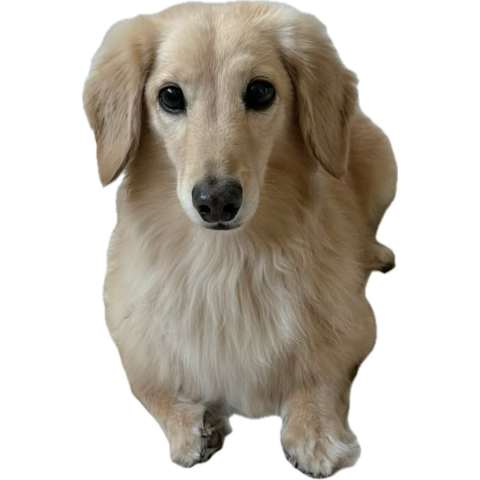 Profile picture of Bori Bae